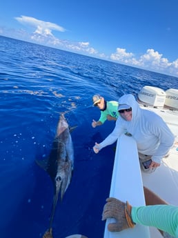 Blue Marlin Fishing in Miami, Florida
