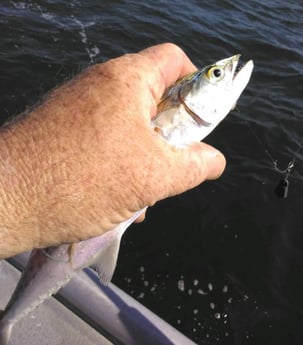 Spanish Mackerel Fishing in Jacksonville, Florida