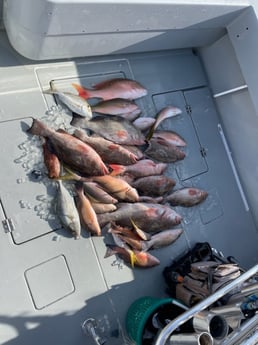 Mangrove Snapper, Mutton Snapper, Red Grouper, Scup, Yellowtail Snapper Fishing in Key West, Florida