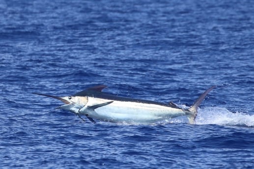 Black Marlin fishing in Kailua-Kona, Hawaii