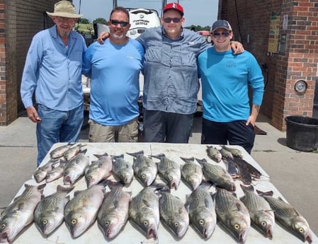 Blue Catfish, Hybrid Striped Bass, Striped Bass fishing in Runaway Bay, Texas
