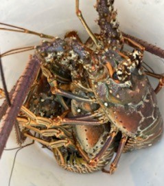 Lobster Fishing in Marathon, Florida