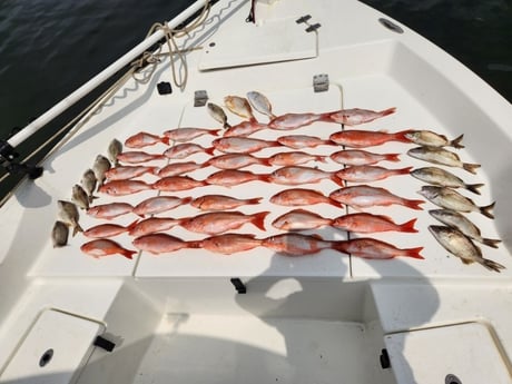 Bream, Scup, Vermillion Snapper Fishing in Pensacola, Florida
