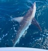 Great White Shark Fishing in Destin, Florida