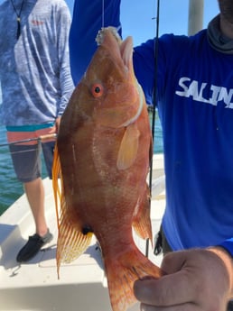Hogfish fishing in St. Petersburg, Florida
