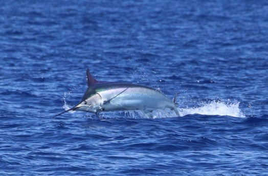 Black Marlin fishing in Kailua-Kona, Hawaii