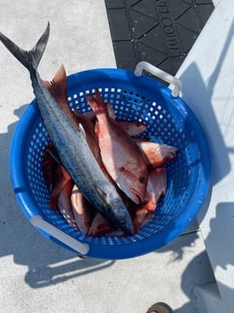 Kingfish, Red Snapper, Vermillion Snapper Fishing in Destin, Florida