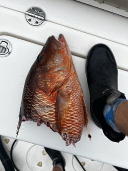 Cubera Snapper Fishing in Pensacola, Florida