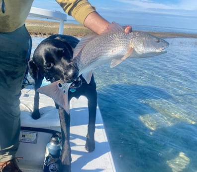 Redfish Fishing in Beaufort, North Carolina