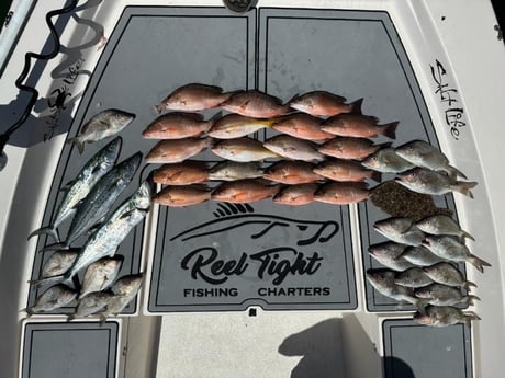 Flounder, Mangrove Snapper, Scup, Spanish Mackerel Fishing in Sarasota, Florida