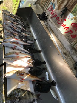 Black Drum, Flounder, Redfish, Sheepshead Fishing in Biloxi, Mississippi, USA
