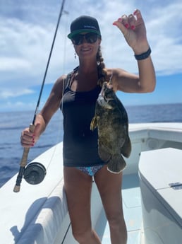 Tripletail fishing in Jupiter, Florida