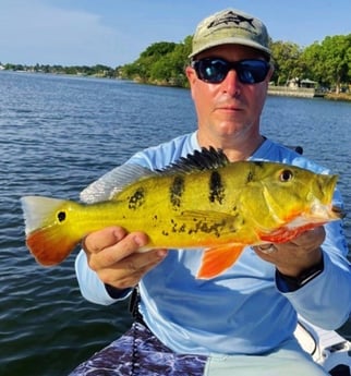 Peacock Bass fishing in Tavernier, Florida