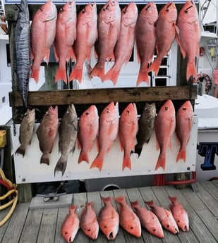 Red Snapper, Scamp Grouper, Wahoo Fishing in Destin, Florida