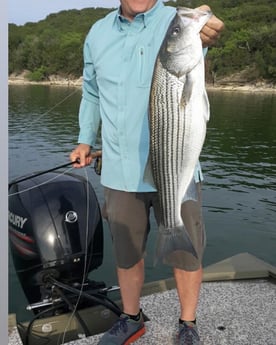 Hybrid Striped Bass Fishing in Graford, Texas
