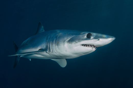 Porbeagle Shark Fishing