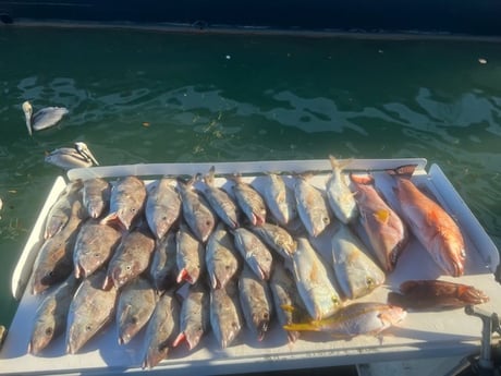 Hogfish, Red Grouper, Scup, Yellowtail Snapper Fishing in Clearwater, Florida