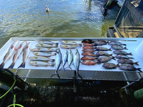 Lane Snapper, Redfish, Spanish Mackerel, Speckled Trout Fishing in Crystal River, Florida