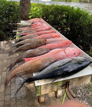 Blackfin Tuna, Red Snapper, Scamp Grouper fishing in Sarasota, Florida
