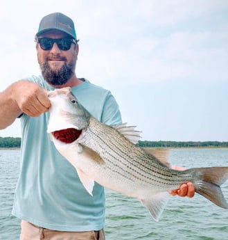 Hybrid Striped Bass Fishing in Runaway Bay, Texas