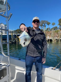 Permit Fishing in Destin, Florida