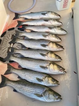 Striped Bass Fishing in Montauk, New York