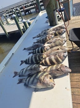Sheepshead Fishing in Gulf Shores, Alabama