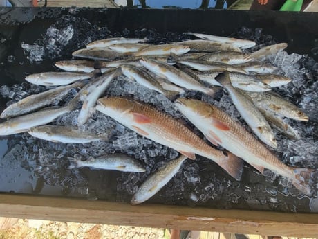 Redfish, Speckled Trout / Spotted Seatrout Fishing in Yscloskey, Louisiana
