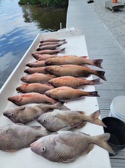 Grunt, Mangrove Snapper fishing in Clearwater, Florida