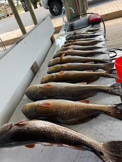 Redfish Fishing in Delacroix, Louisiana