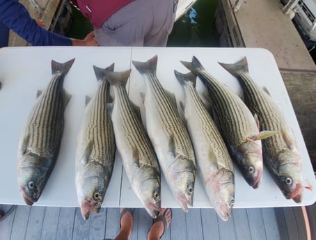 Hybrid Striped Bass fishing in Burnet, Texas