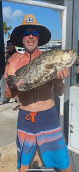 Tripletail fishing in Key West, Florida
