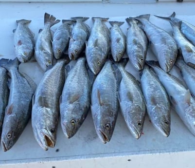 Speckled Trout Fishing in Gulf Shores, Alabama