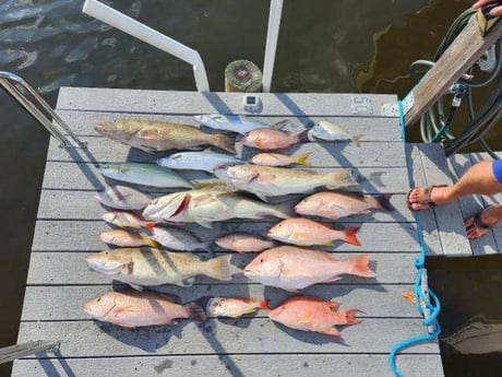 Gag Grouper, Hogfish, Mangrove Snapper, Red Snapper, Scup Fishing in Clearwater, Florida