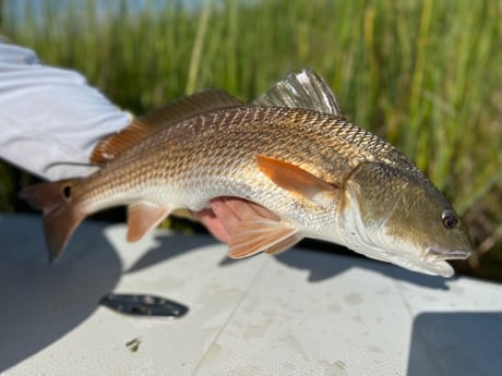 Redfish fishing in New Orleans, Louisiana