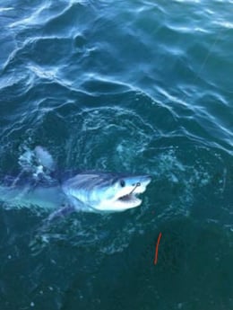 Great White Shark Fishing in