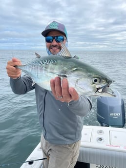Little Tunny / False Albacore fishing in Chatham, Massachusetts, USA