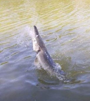 Alligator Gar Fishing in Dallas, Texas