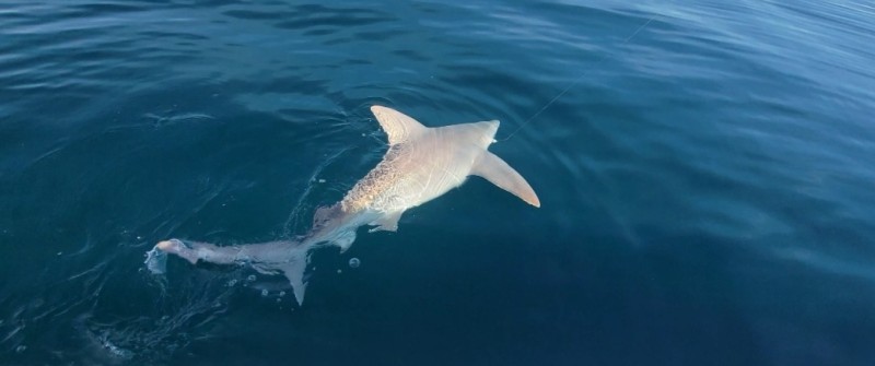 Lemon Shark Fishing in Panama City, Florida
