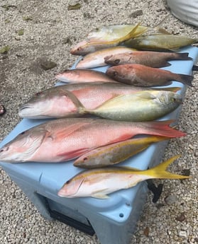 Mangrove Snapper, Mutton Snapper, Yellowtail Snapper Fishing in Key Largo, Florida