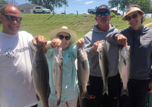 Hybrid Striped Bass, Striped Bass fishing in Pottsboro, Texas