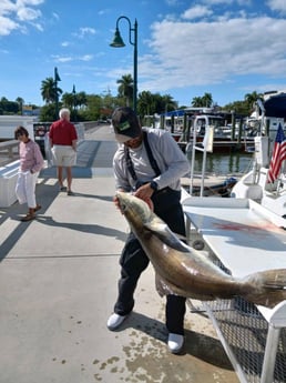 Cobia fishing in Naples, Florida