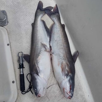 Blue Catfish fishing in Runaway Bay, Texas