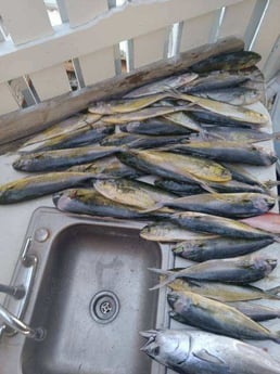 False Albacore, Mahi Mahi Fishing in Clearwater, Florida