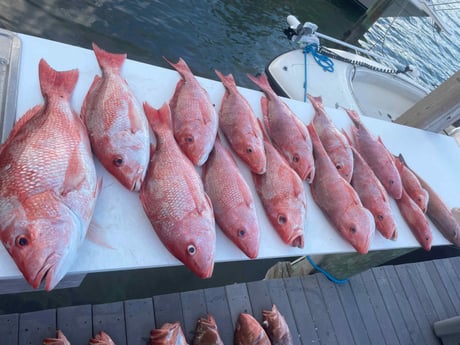 Red Snapper Fishing in Madeira Beach, Florida