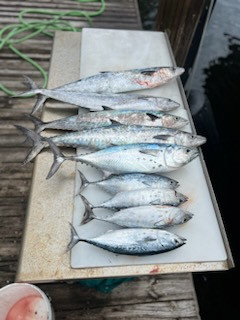 Blackfin Tuna, False Albacore, Kingfish Fishing in Pompano Beach, Florida