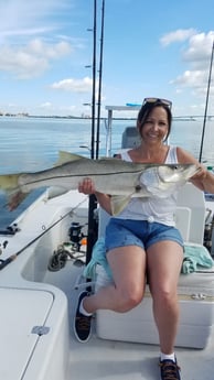 Snook Fishing in Clearwater, Florida