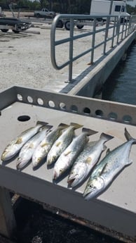 Spanish Mackerel, Speckled Trout Fishing in Holmes Beach, Florida