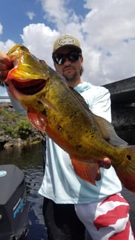 Peacock Bass fishing in Fort Lauderdale, Florida
