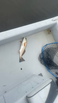Redfish fishing in Santa Rosa Beach, Florida